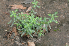 Phyllanthus amarus